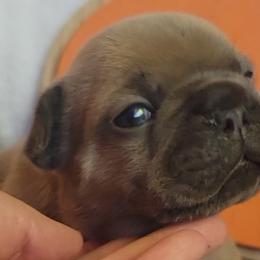 French Bulldogs from Beast-A-Bullz French Bulldogs