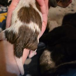 Boy 1 - Mahogany and white male Basset Hound puppy in Princeton, Minnesota from Blissful Basset Hounds