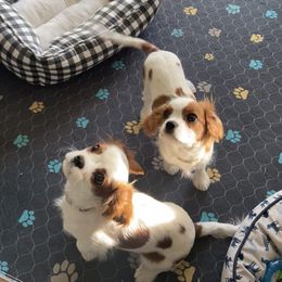 Cavalier King Charles Spaniel Puppies from Christina’s Cavaliers
