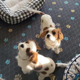 Cavalier King Charles Spaniel Puppies from Christina’s Cavaliers