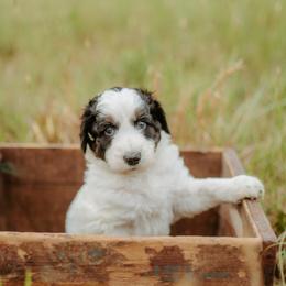 Proof - Black and white male Aussiedoodle puppy in Inman, South Carolina from Dark Corner Doodles