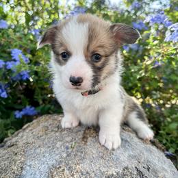 Girl 2 - Pembroke Welsh Corgi puppy in Springville, California from Campbell Creek Corgis