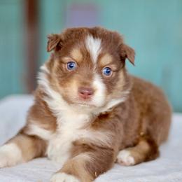 Ruby red - Red tri-color female Australian Shepherd puppy in Bloomington, California from Oro’z Farm Aussies