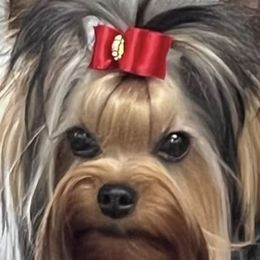 Eros - Yorkshire Terrier