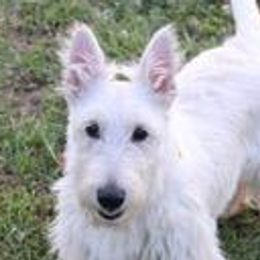 Belgian Malinois and Scottish Terriers from North River k9