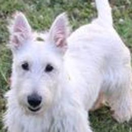 Belgian Malinois and Scottish Terriers from North River k9