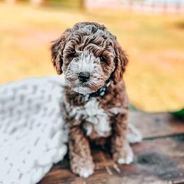 Goldendoodle Puppies from The Doodle Spot