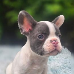 Cash - Blue male French Bulldog puppy in Waitts Lake, Washington from Best Friend standard Frenchies