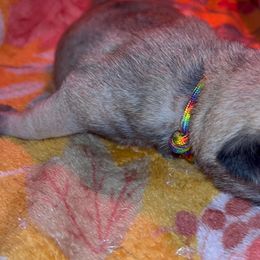 Rainbow boy - Fawn male Pug puppy in Elma, Washington from Kismet Kennels, Exclusively Pugs