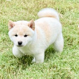 Frosty - Cream female Shiba Inu puppy in Atlanta, Georgia from Halo Siberians & Shiba Inu