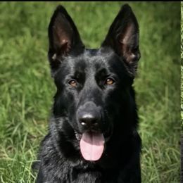 Sophie  - German Shepherd