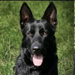 Sophie  - German Shepherd