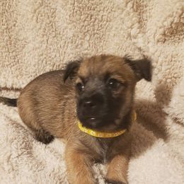Girl 6 - Red brindle female Cairn Terrier puppy in Centerville, Texas from Cedar Forrest Terriers LLC (Cairns & Australian Terriers)