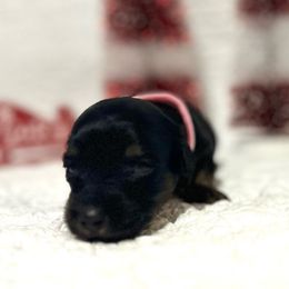 Girl Pink - Black and tan Dachshund puppy in Modesto, California from Lola’s Doxies