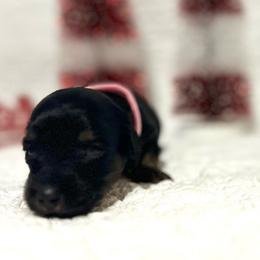 Girl Pink - Black and tan Dachshund puppy in Modesto, California from Lola’s Doxies