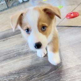 Pembroke Welsh Corgi Puppies from Anthem AZ Corgis