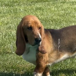 Basset Hounds from Dunlap Hounds
