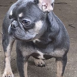 Rina - Blue female French Bulldog puppy in Cullman, Alabama from Divine Hill Farm