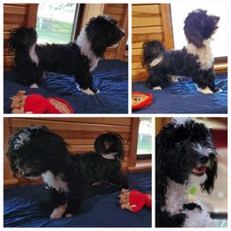 Sterling Blu - Black and white male Havanese puppy in Manchester, Texas from Darrtfarms