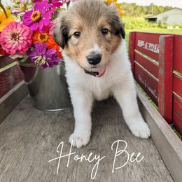 Honey Bee - Sable and white female Collie puppy in Charleston, Tennessee from Abundant Life Family Farm