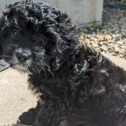 Cavapoos from Jessica Bjokne