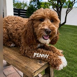 Penny - Goldendoodle