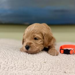 Orange collar boy - Apricot male Goldendoodle puppy in Dupont, Washington from Willow Tree Doodles
