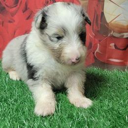 Daisy - Blue merle and white female Shetland Sheepdog puppy in Conway, Missouri from Brooks's little darlings