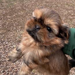 Gru - Red male Shih Tzu puppy in Hendersonville, Tennessee from Peekaboo Farms