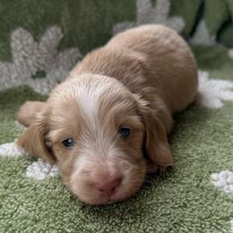 Boy 2 AKC - Cream male Dachshund puppy in Krum, Texas from AG Dachshunds