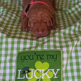 Vizsla Puppies from Krichen Vizslas