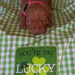 Vizsla Puppies from Krichen Vizslas