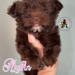 Muffin - Liver female Yorkshire Terrier puppy in London, Kentucky from Soto Yorkies