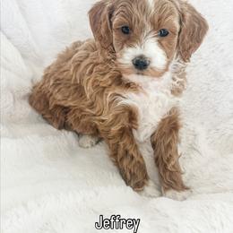 Jeffrey - Red  male Goldendoodle puppy in Orem, Utah from Daphne's Dozen
