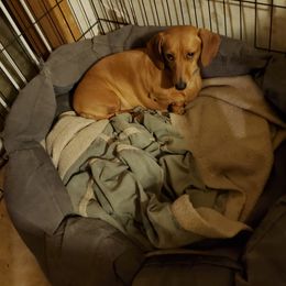Mae - Dachshund