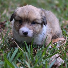 Girl 1 - Sable female Pembroke Welsh Corgi puppy in Tallahassee, Florida from Koko's Korgis