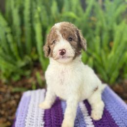 Reef - Chocolate male Goldendoodle puppy in Atlantic Beach, Florida from Glamorous Golden Doodles