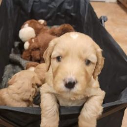 Goldendoodle puppies from Bowman Puppies of the House Doodle