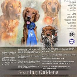 Periwinkle - Dark golden female Golden Retriever puppy in Salt Lake City, Utah from Soaring golden retrievers