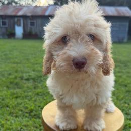 Purple Collar Girl - Apricot female Goldendoodle puppy in San Augustine, Texas from Vintage Doodles