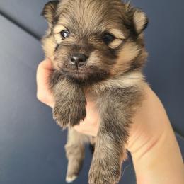 Marley - Orange sable female Pomeranian puppy in Saint Charles, Missouri from Bisous Pomeranians & Heartland Sh