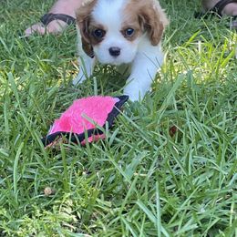 Black Russian Terrier and Cavalier King Charles Spaniel Puppies from Ocean Gem & Guardian Bears