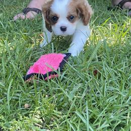 Black Russian Terrier and Cavalier King Charles Spaniel Puppies from Ocean Gem & Guardian Bears