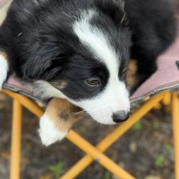 Miniature Australian Shepherd Puppies from Peace Creek Aussies