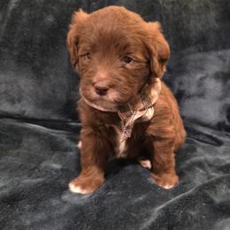 Percy - Chocolate male Labradoodle puppy in Churchill County Fallon, Nevada from Card Family Ranch