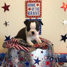 Boston Terrier Puppies from Freedom Bostons