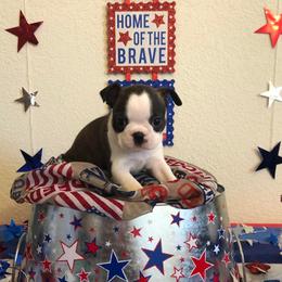 Boston Terrier Puppies from Freedom Bostons