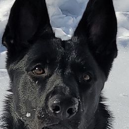 German Shepherds from Peggy's German Shepherds