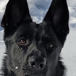 German Shepherds from Peggy's German Shepherds