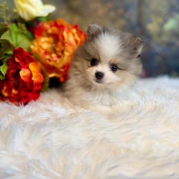 Orin - Blue merle male Pomeranian puppy in California from T & D Dream Poms